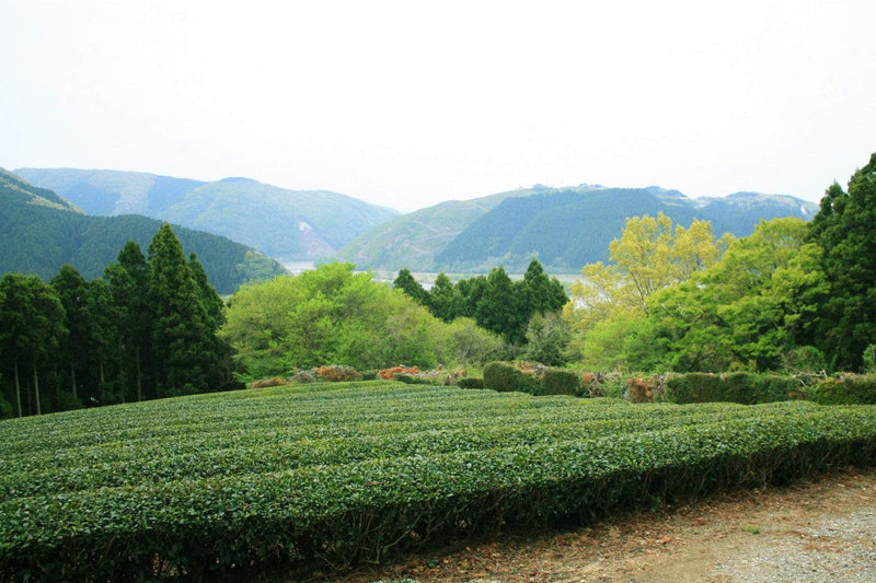 Spring 2020 Monoucha Sencha Handpicked 50g Limited, Ishinomaki Green Tea. Kashima Tea Garden & Yabe-en Tea Shop. - Yunomi.life