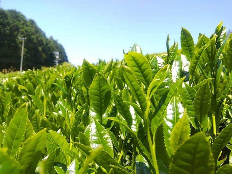 Kuma Tea Garden FK034: Yamecha Sencha Tsuyuhikari