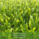 Withered Sencha Green Tea -