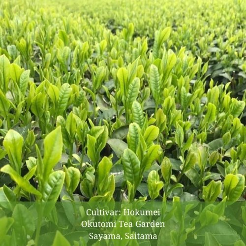 Withered Sencha Green Tea - #03 Hokumei, Single Cultivar by Okutomi Tea Garden - Yunomi.life