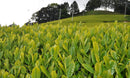 Zenkouen Tea Garden: